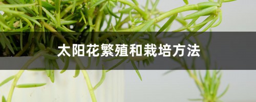 太阳花繁殖和栽培方法，不接种子的太阳花怎么繁殖