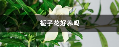 栀子花好养吗