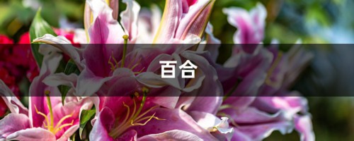 甄嬛传里的“催情”百合（狐尾百合）是这样养出来的！