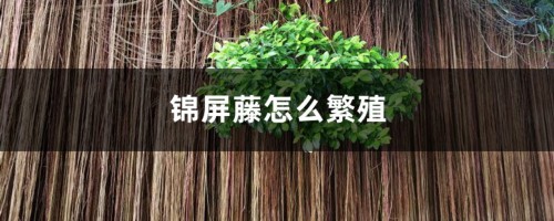 锦屏藤怎么繁殖